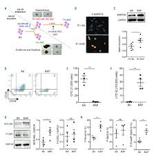 Original file ‎(1,000 × 365 pixels, file size: The Tf1 Bap Model Displays Similar Features As Chronic Myeloid Leukemia Download Scientific Diagram