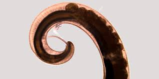 Image result for Trichoscypha ulugurensis