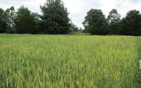 Vector realistic wheat rye crops field blue sky. Cereal Grains For Food Plots Mossy Oak