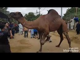 Keep your interest in mind here we are going to share a collection of top 10 eid al adha qurbani video clips. Amazing Camel Qurbani Video 2018 Eid Ul Adha Youtube