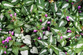 A native groundcover that does well in shade, bunchberry features cute little white flowers in spring, followed by bright red fruits in fall. The 15 Best Flowering Ground Covers For Yard Gardener S Path