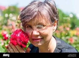 Close up shot of a red rose bush Stock Photo