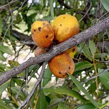 Image result for Zanha africana