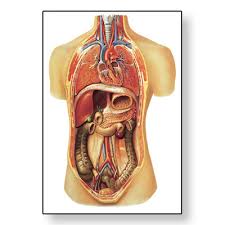 Internal Organs Chart