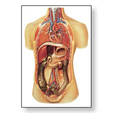 internal organs chart