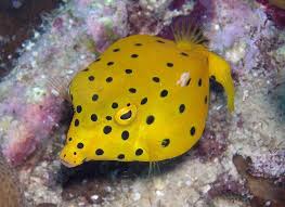 yellow boxfish cebu philippines marine fish fish animals