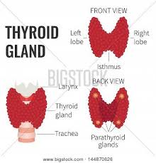Related posts of human anatomy organs back view. Thyroid Gland Front Vector Photo Free Trial Bigstock