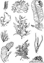 (use the small ones from the page that illustrates the entire food chain.) then cut out strips of paper or construction paper. The Oceans Their Physics Chemistry And General Biology