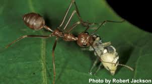 Image result for Anthericopsis sepalosa