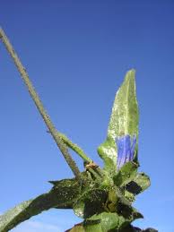 Image result for Cichorium