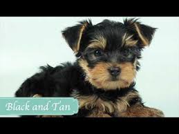 How Do You Tell What Color Your Yorkie Will Be 2022 The Dog Visitor
