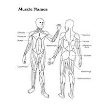 These muscles names are derived from latin. Top 10 Anatomy Coloring Pages For Your Toddler