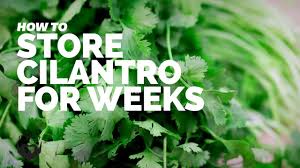 Herbs should stay fresh for 1 to 2 weeks. How To Store Cilantro For Weeks Youtube