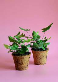 Heart Fern Hemionitis Arifolia Plants Ferns Indoor Plants