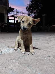 Askal ( aspin dog breed information ) is the filipino language name for the indigenous and/or mongrel dogs, often street. Butter Flies Away Aspin Puppy Migrates To Canada