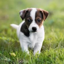 1 Jack Russel Terrier Puppies For Sale By Uptown Puppies