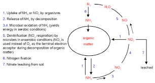 Nitrogen Fixation