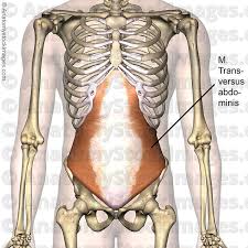 Extrinsic muscles of the forelimb. Anatomy Stock Images Torso Abdominal Muscles Musculus Transversus Abdominis Abs Front Skin