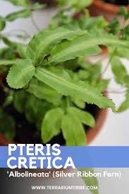 Image result for Pteris similis