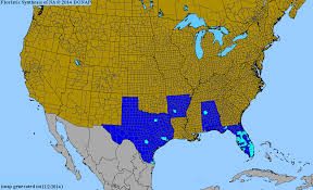 Image result for Thunbergia vogeliana