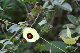 Image result for Hibiscus surattensis