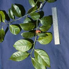 Image result for Heisteria