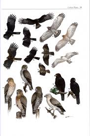 Birds of prey are not always large birds. Birds Of Prey Of The Indian Subcontinent Nhbs Field Guides Natural History