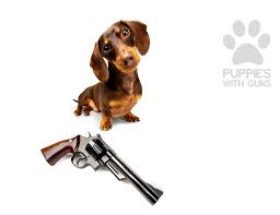 We stock over 1,750 hunting dog supplies in our store and offer hundreds of free articles, videos and tips on training gun dogs and bird dogs. So Cute It S Deadly Puppies Pose With Guns New York Post