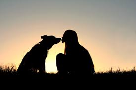 A single flower measures 212 inches in length. 50 Beautiful Loss Of Pet Quotes Love Lives On