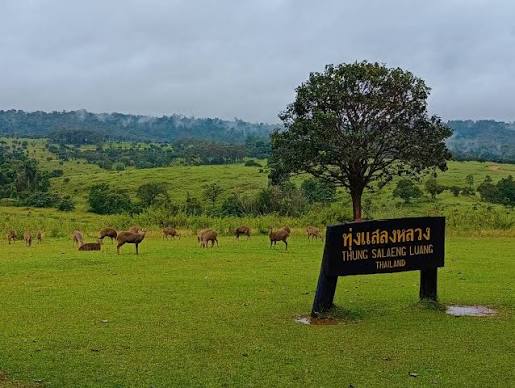 อุทยานแห่งชาติทุ่งแสลงหลวง ใกล้ สวนพงษ์แตงโฮมสเตย์