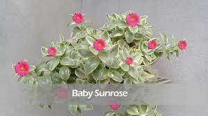 How to care for red apple aptenia. How To Grow And Care For Baby Sunrose Aptenia Cordifolia Summer Care Of Ice Plant Youtube
