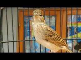 Suara burung branjangan gacor terbaru gratis dan mudah dinikmati. Branjangan Javanica Jumbo Jinak Nekat Mapan By Daniel Burung Kicau Indonesia