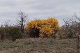 Image result for Rhigozum zambesiacum