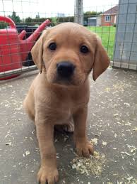 Chilli Our Beautiful Fox Red Labrador Puppy Cute Labrador Puppies Labrador Retriever Fox Red Labrador Puppy