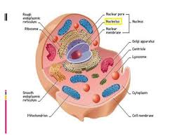Maybe you would like to learn more about one of these? Multifunctional Nucleolus In Plant Cell Growth And Development