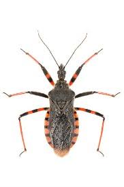 Assassin bugs are a large group of insects in the family reduviidae. Kissing Bug Bug Book Western Exterminator