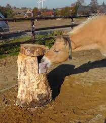 offenstall paddock trail leckstein halter in 2020 paddock trail horse paddock paddock paradise