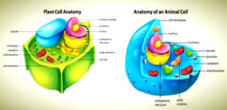 Maybe you would like to learn more about one of these? Difference Between Plant And Animal Cells