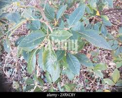 Image result for Searsia tomentosa