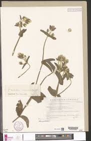 Image result for Pandiaka