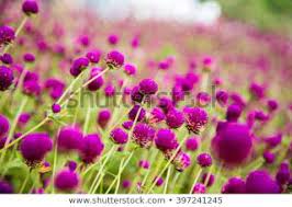 Pin On Globe Amaranth Benefits
