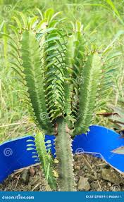 Image result for Euphorbia candelabrum