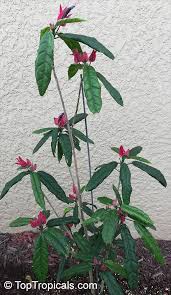 Image result for Embelia multiflora