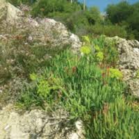 Image result for Chlorophytum amplexicaule