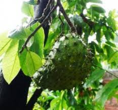 Is soursop leaves really a cure for cancer? Lower High Blood Pressure Fast With Soursop Leaves Hubpages