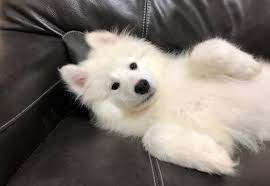 Find the perfect samoyed puppy for sale in california, ca at puppyfind.com. Samoyed Puppy For Sale Adoption Rescue For Sale In Salt Lake City Utah Classified Americanlisted Com