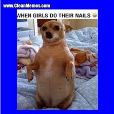 The best and hilarious funny animal memes collection on the web. New Funny Animal Memes Clean Memes Cute Memes Humor Memes