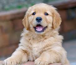 These loyal, sociable dogs are excellent with children and families and excel at obedience training and therapy work. Average Cost Of A Golden Retriever Puppy Picturesofgoldenretrieverpuppies Golden Retriever Retriever Puppy Dogs Golden Retriever