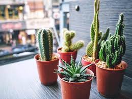 For example, this brazilian coastal plant (which is also known as. Cactus Flowers 15 Magnificent Varieties For Your Garden Getrather Com