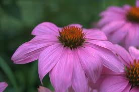 Learn more about native plants. 3 Native Plants That Look Great In Nashville Gardens